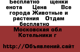 Бесплатно !!! щенки енота!! › Цена ­ 1 - Все города Животные и растения » Отдам бесплатно   . Московская обл.,Котельники г.